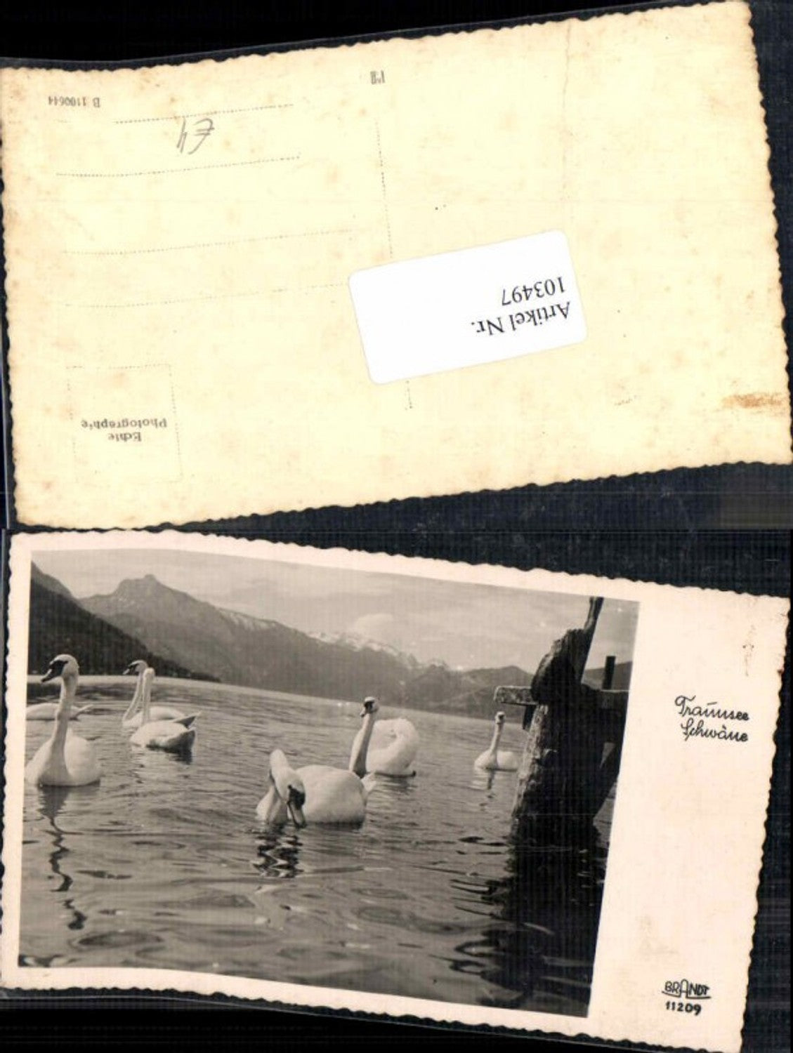 103497,Traunsee bei Gmunden Schwan Schwäne pub Brandt 11209