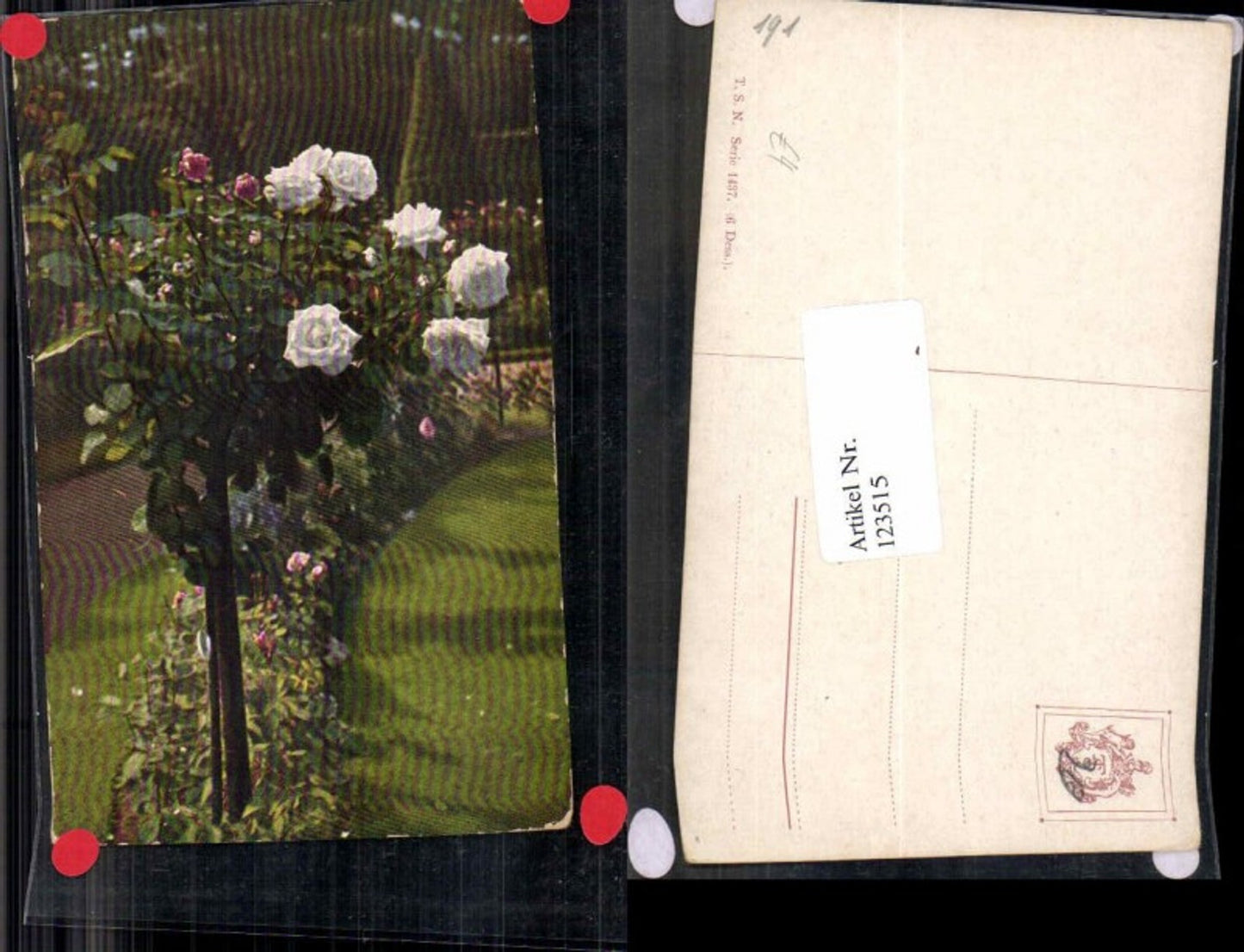 123515,Theo Stroefer Serie 1437 Weisse Rosen Blumen