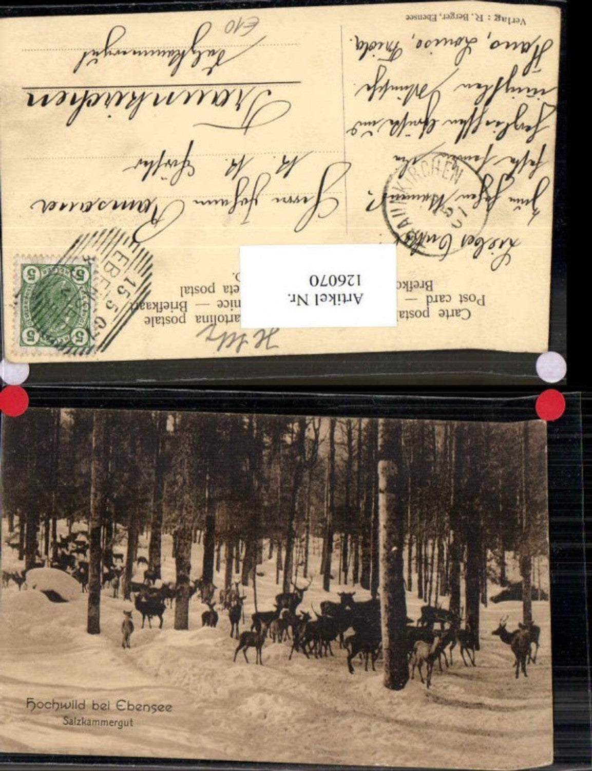 126070,Hochwild bei Ebensee Salzkammergut im Wald Rehe Wild 1907