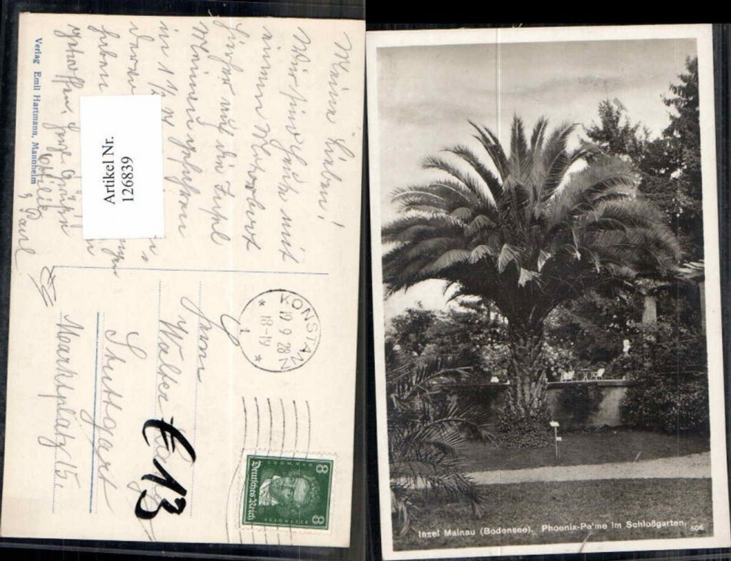 126839,Insel Mainau am Bodensee Phönix Palme Schlossgarten