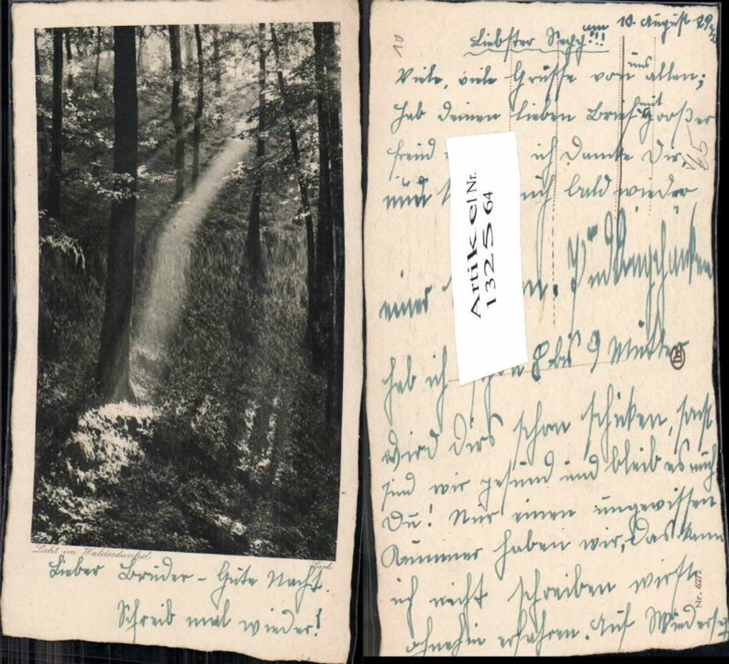 132564,Verlag Groh Licht im Waldesdschungel