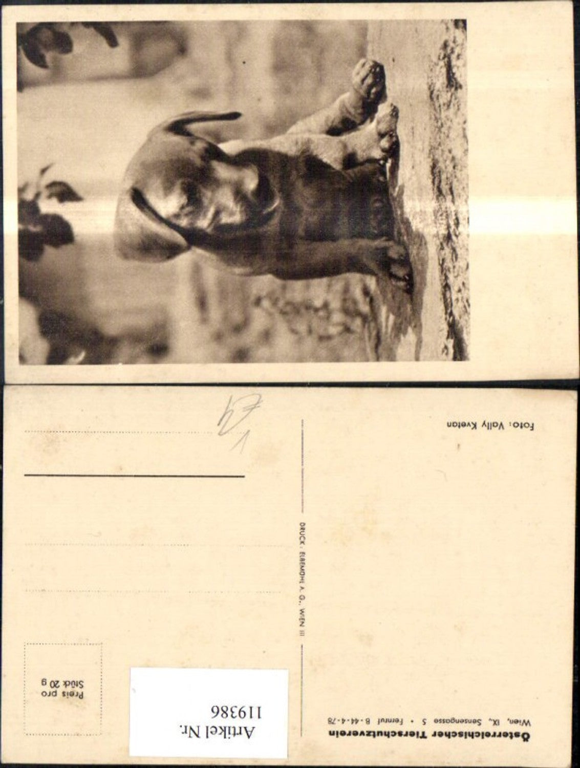 119386,Österreichischer Tierschutzverein Hund