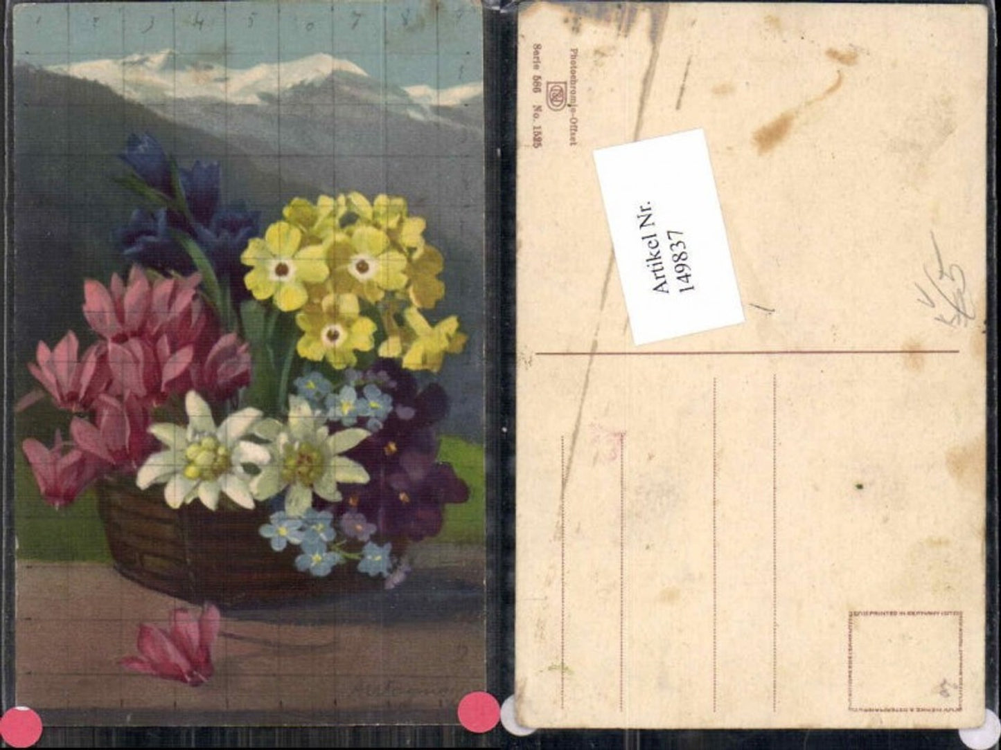 149837,Photochromie Nenke Ostermaier 586-1525 Edelweiss Blumen A. Wagner