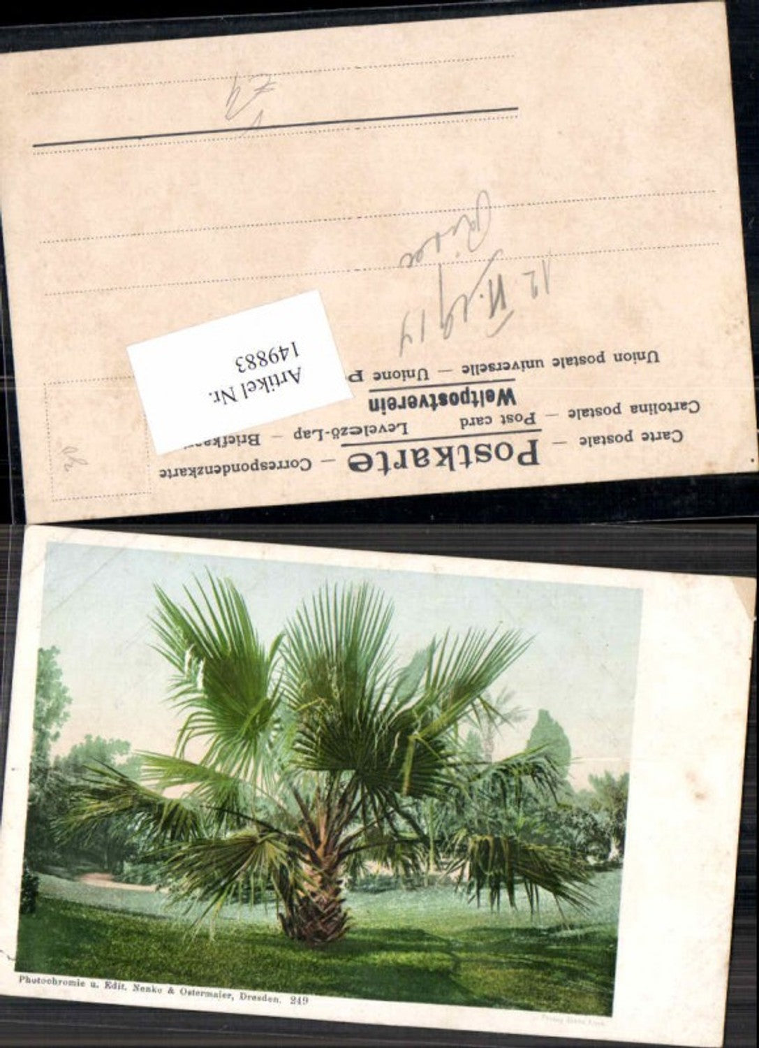 149883,Photochromie Nenke Ostermaier 249 Palme