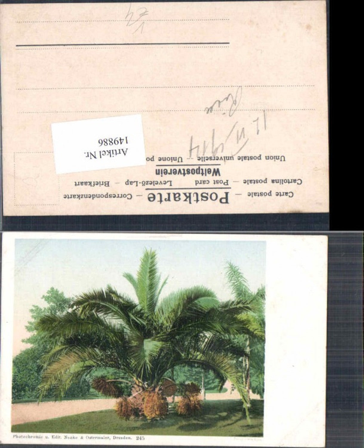 149886,Photochromie Nenke Ostermaier 245 Palme