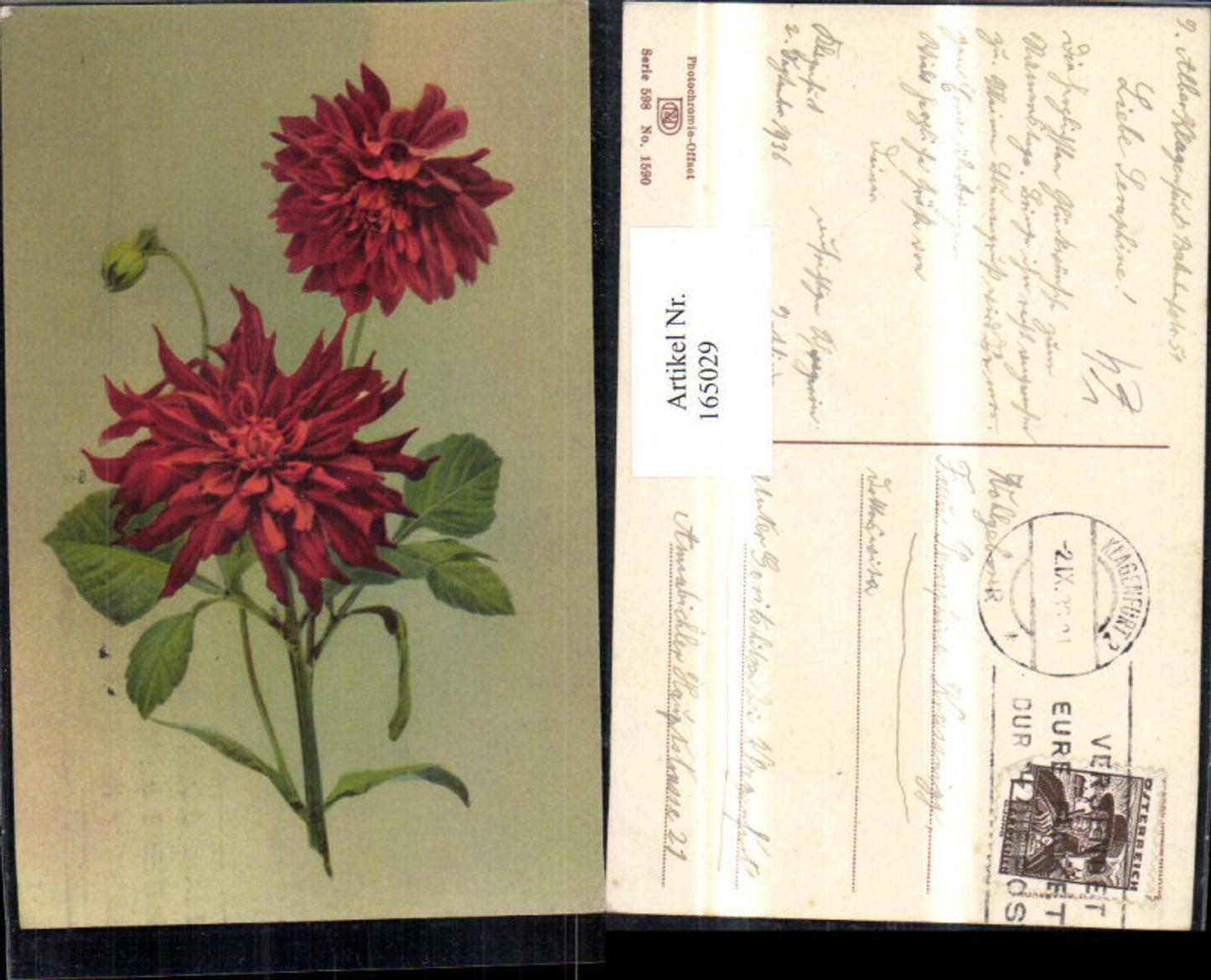 165029,Photochromie Nenke & Ostermaier 598/1590 Dahlie Blume