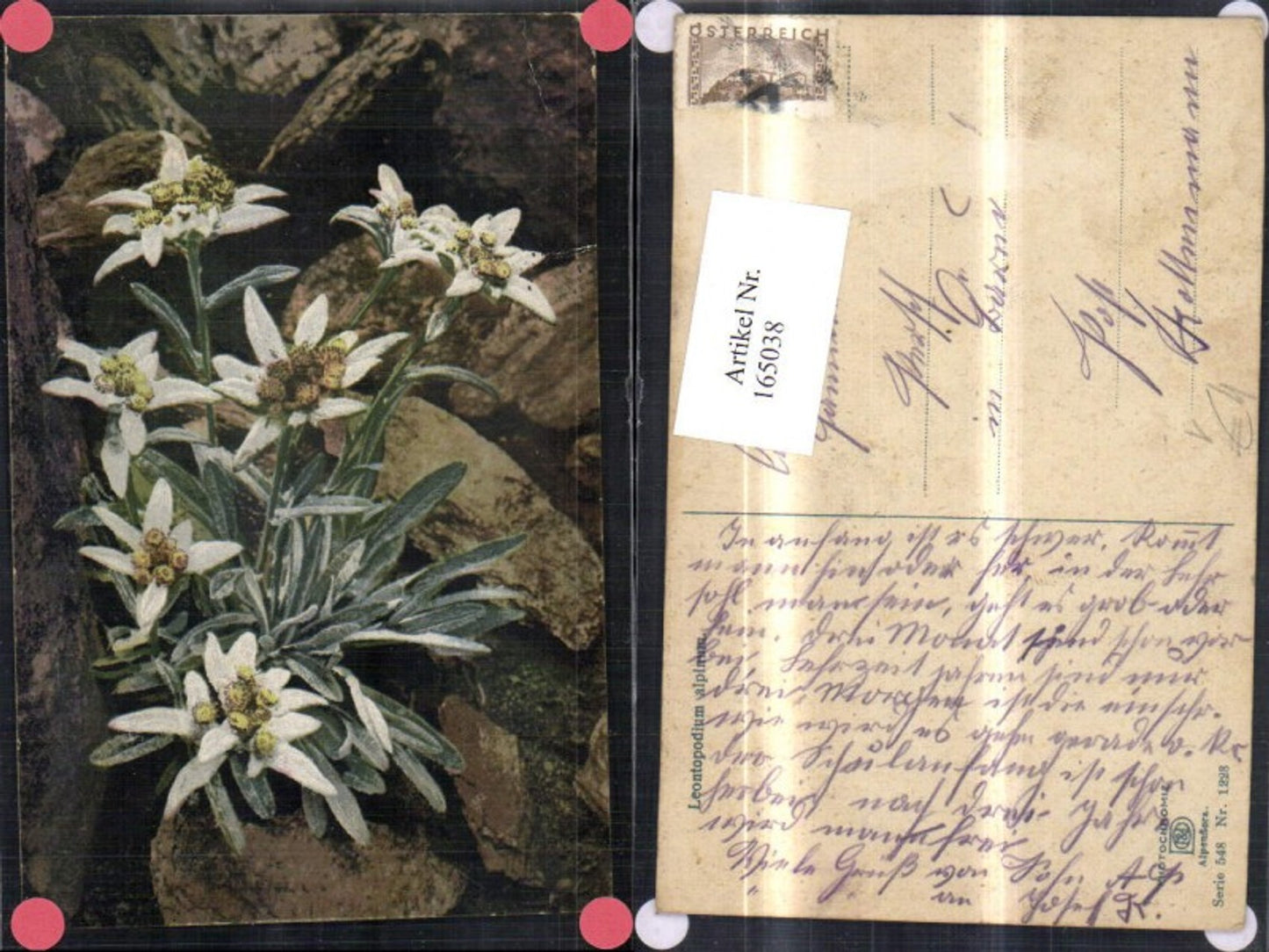 165038,Photochromie Nenke & Ostermaier 548/1223 Edelweiß Blume