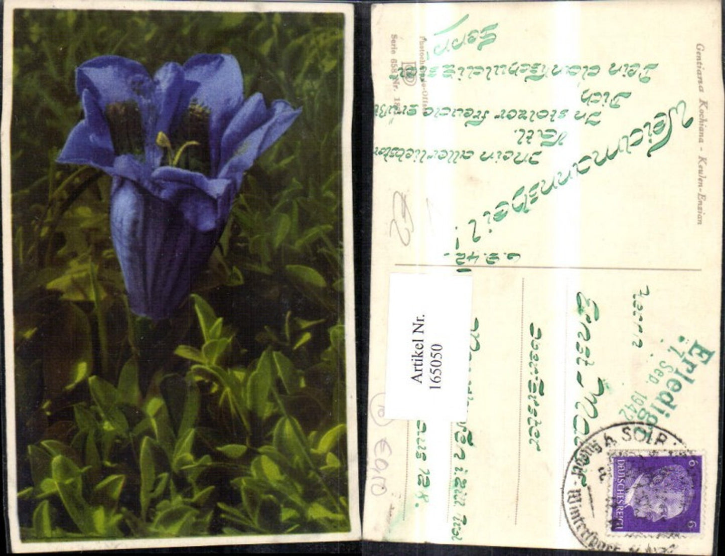 165050,Photochromie Nenke & Ostermaier 658/1871 Keulen Enzian Blume