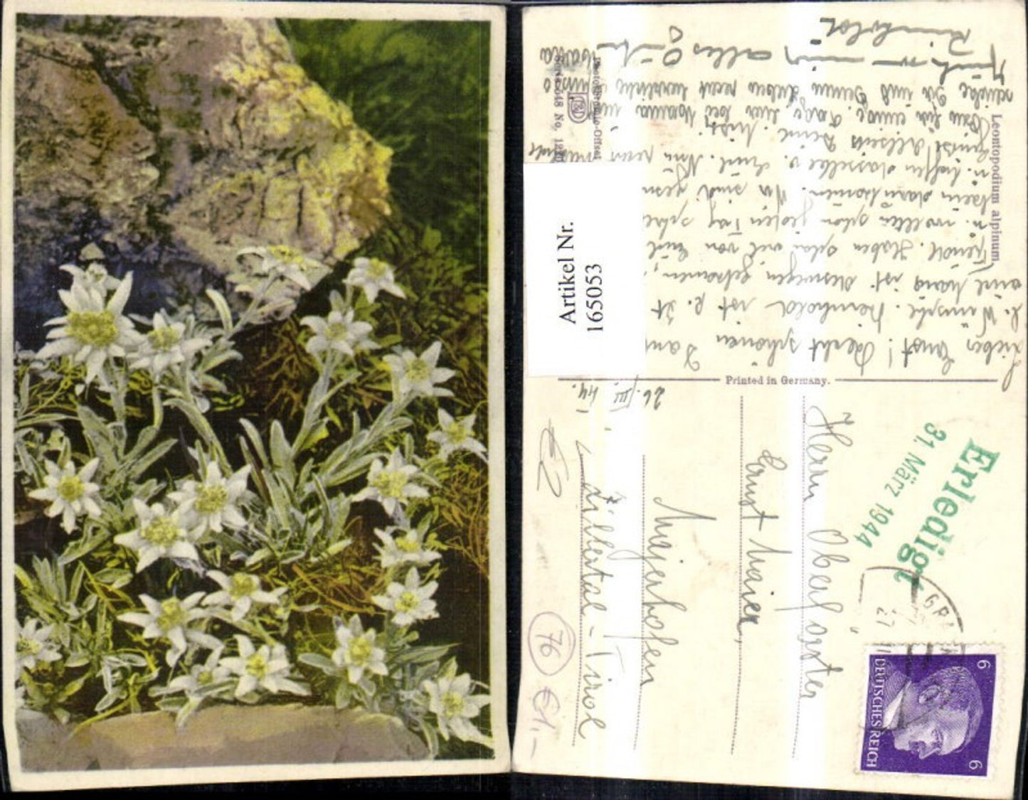 165053,Photochromie Nenke & Ostermaier 548/1220 Edelweiß Blume