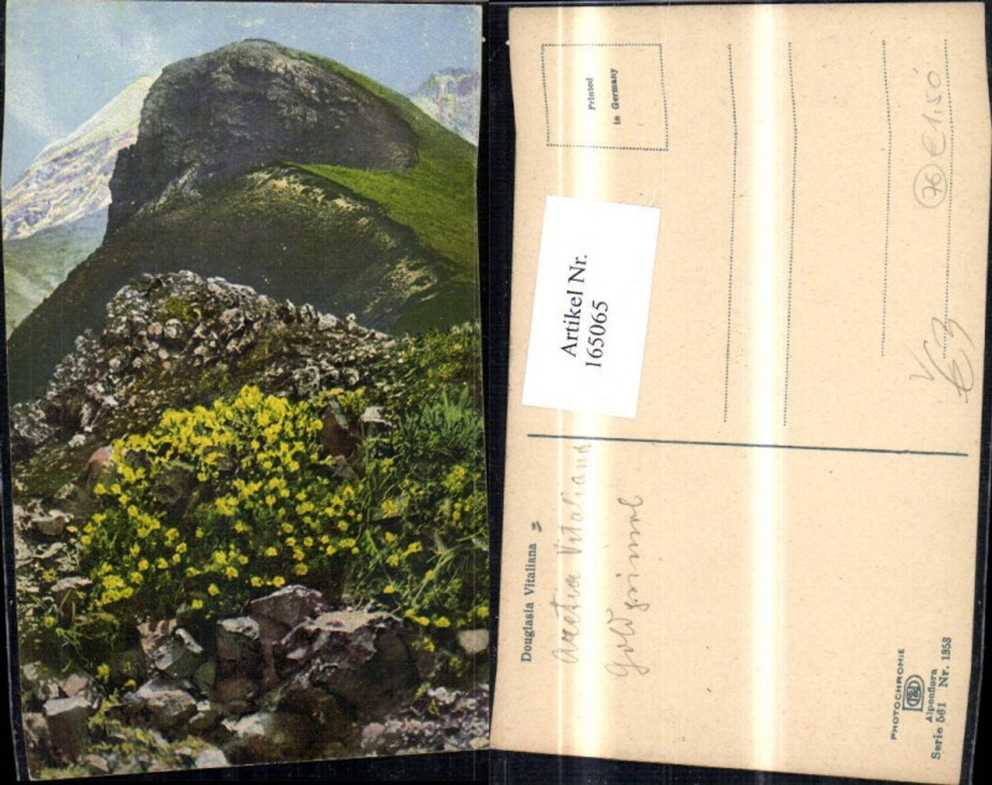 165065,Photochromie Nenke & Ostermaier 561/1353 Goldprimel Blume Berglandschaft