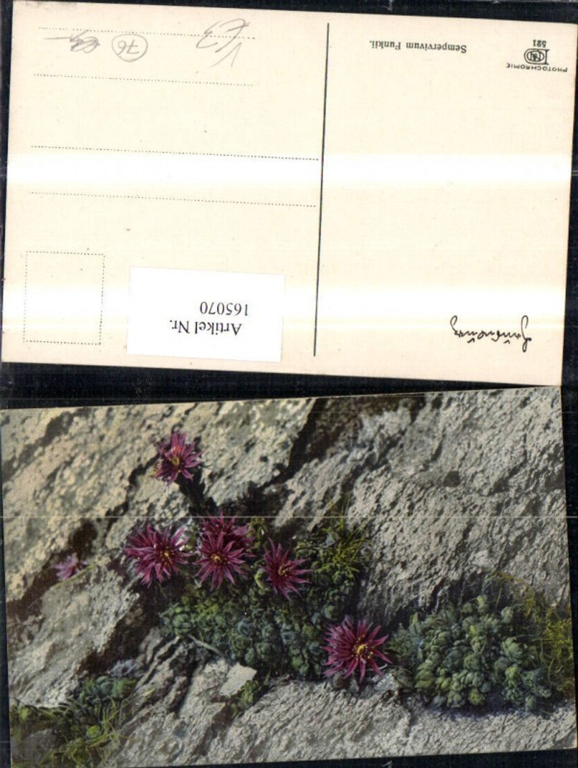 165070,Photochromie Nenke & Ostermaier 521 Steine Blumen Felsen
