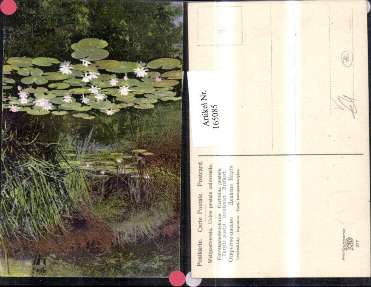 165085,Photochromie Nenke & Ostermaier 377 Teich Seerose Schilf Teichrose