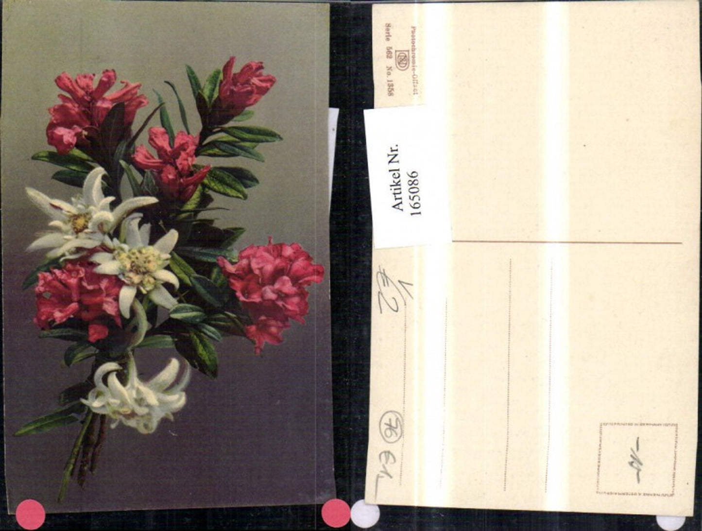 165086,Photochromie Nenke & Ostermaier 562/1358 Blumen Edelweiß
