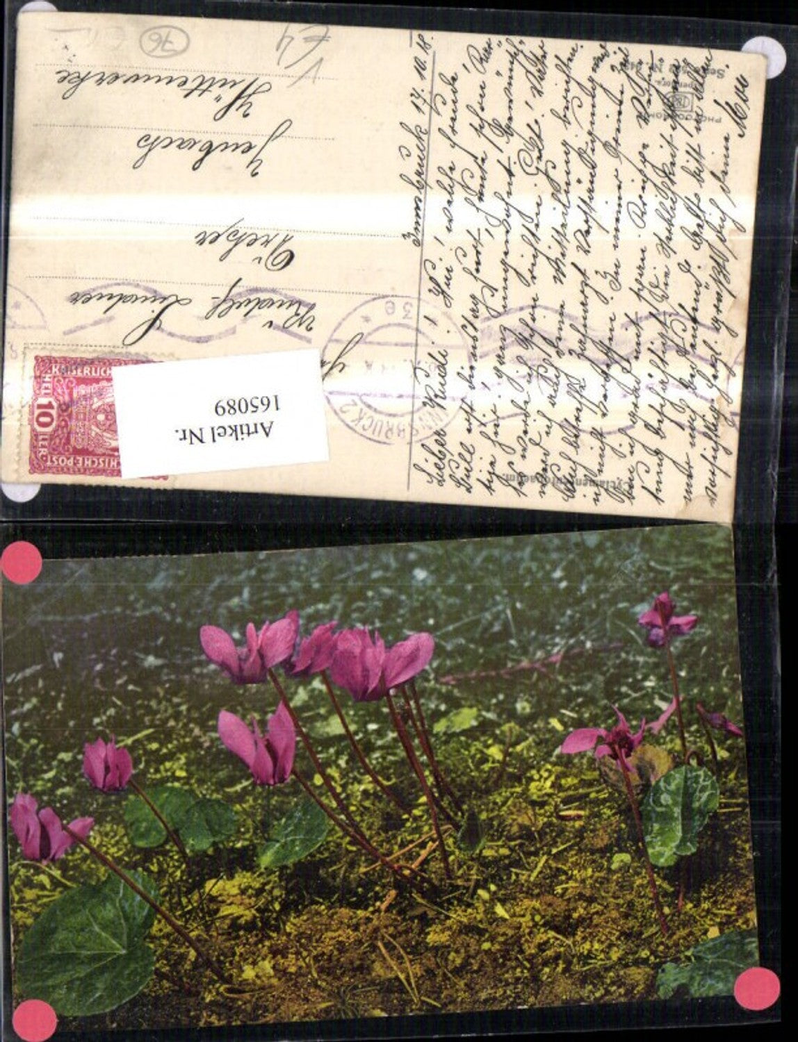 165089,Photochromie Nenke & Ostermaier 522/943 Alpenveilchen Blumen