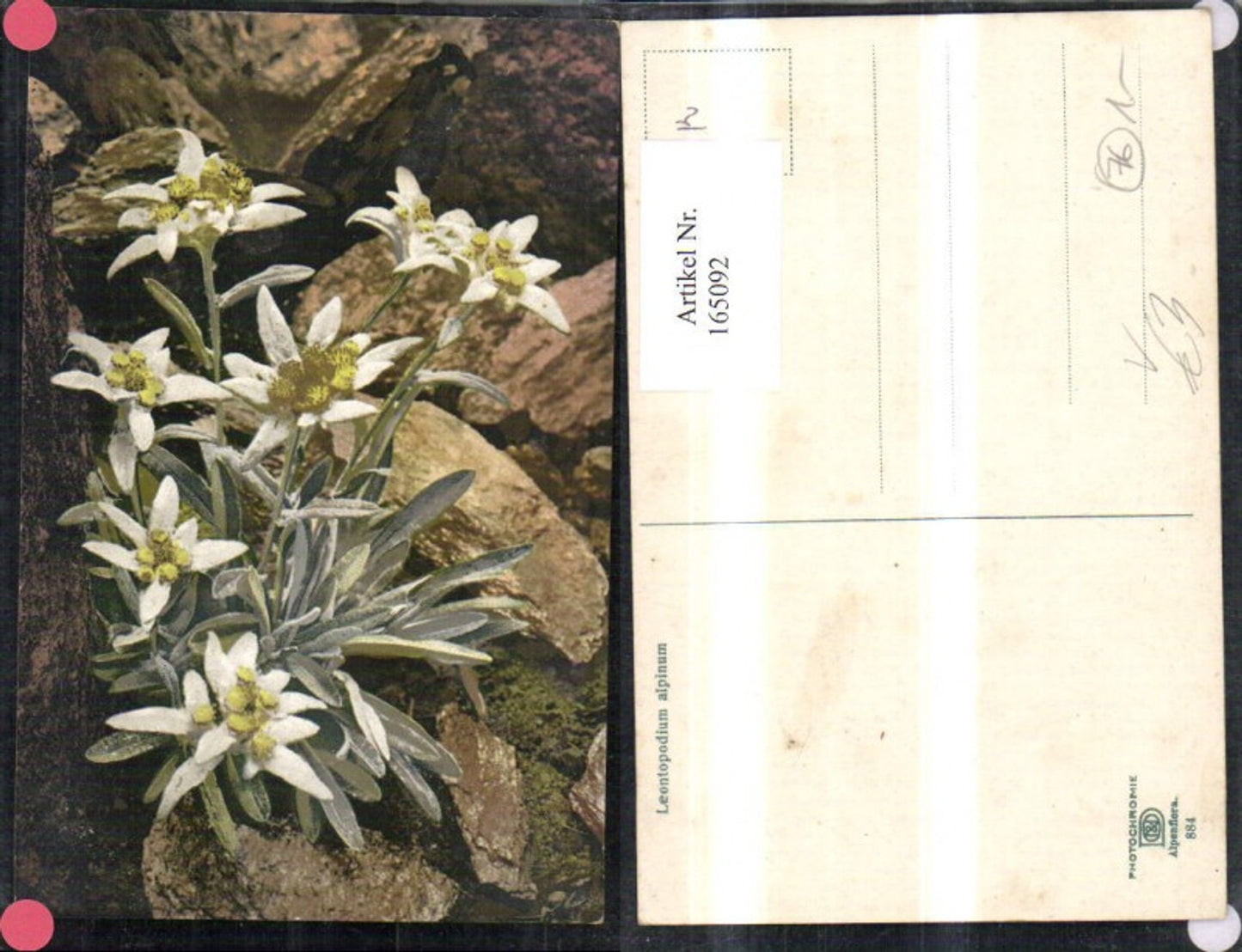 165092,Photochromie Nenke & Ostermaier 884 Edelweiß Blumen Felsen Steine