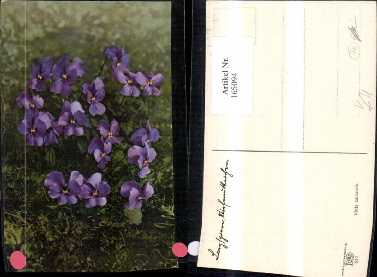 165094,Photochromie Nenke & Ostermaier 511 Veilchen Blume
