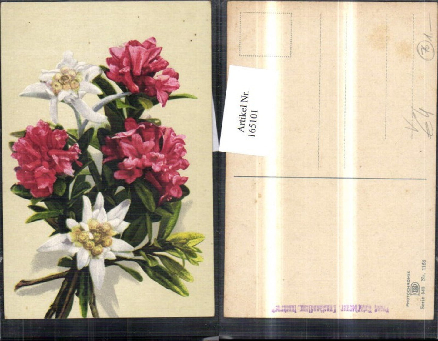 165101,Photochromie Nenke & Ostermaier 543/1163 Blumen Edelweiß