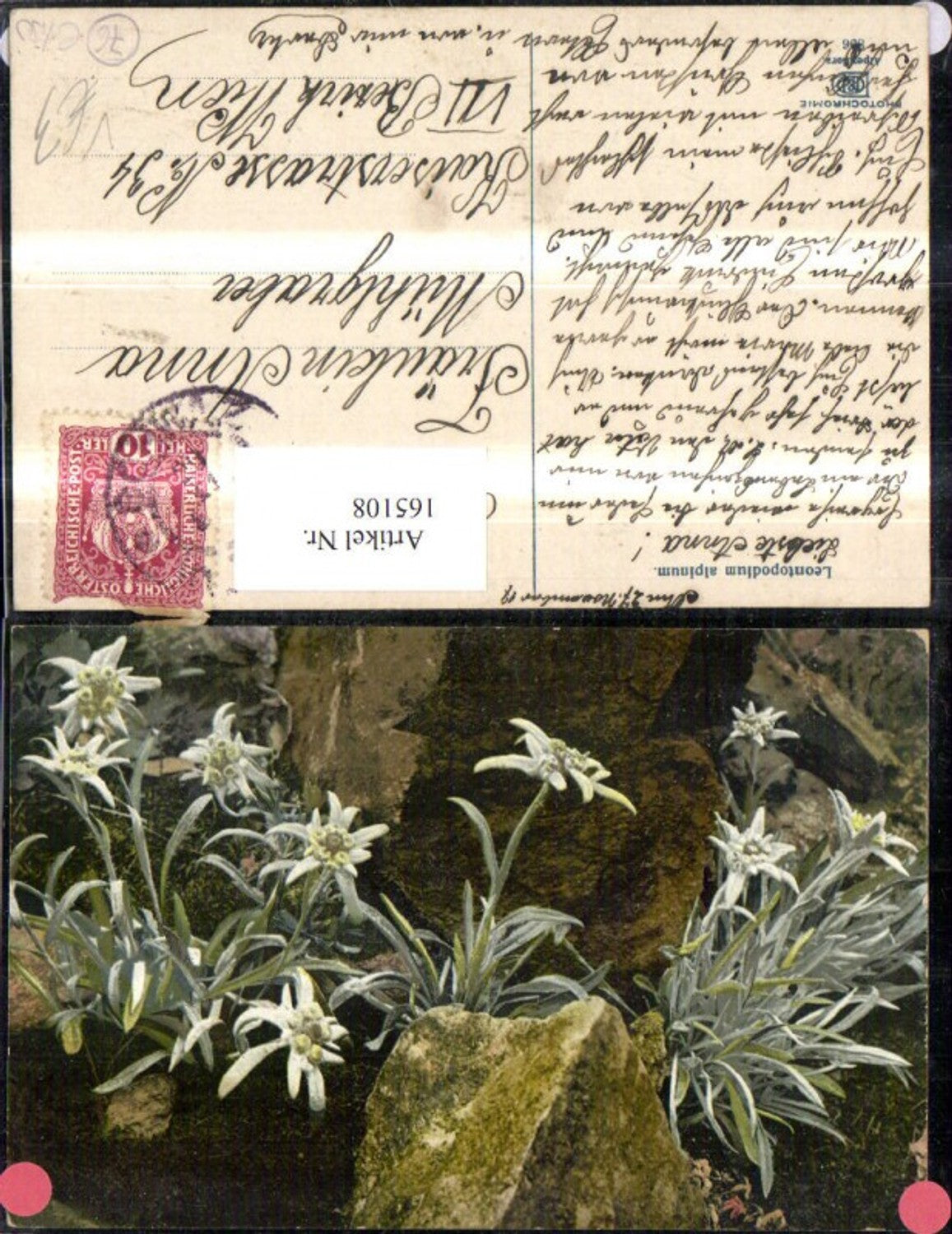 165108,Photochromie Nenke & Ostermaier 896 Edelweiß Blumen Felsen