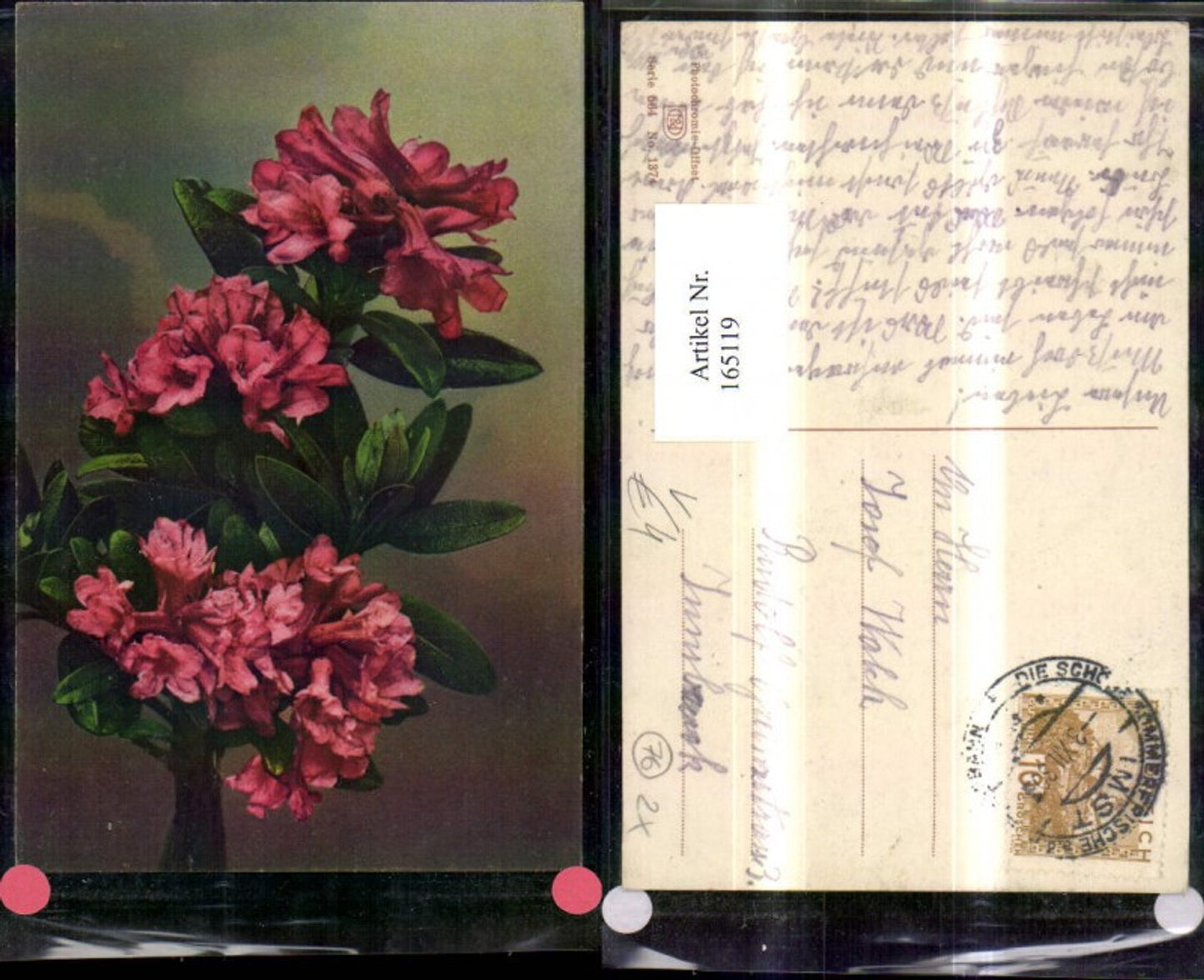 165119,Photochromie Nenke & Ostermaier 564/1374 Blumen Zweig Rhododendren