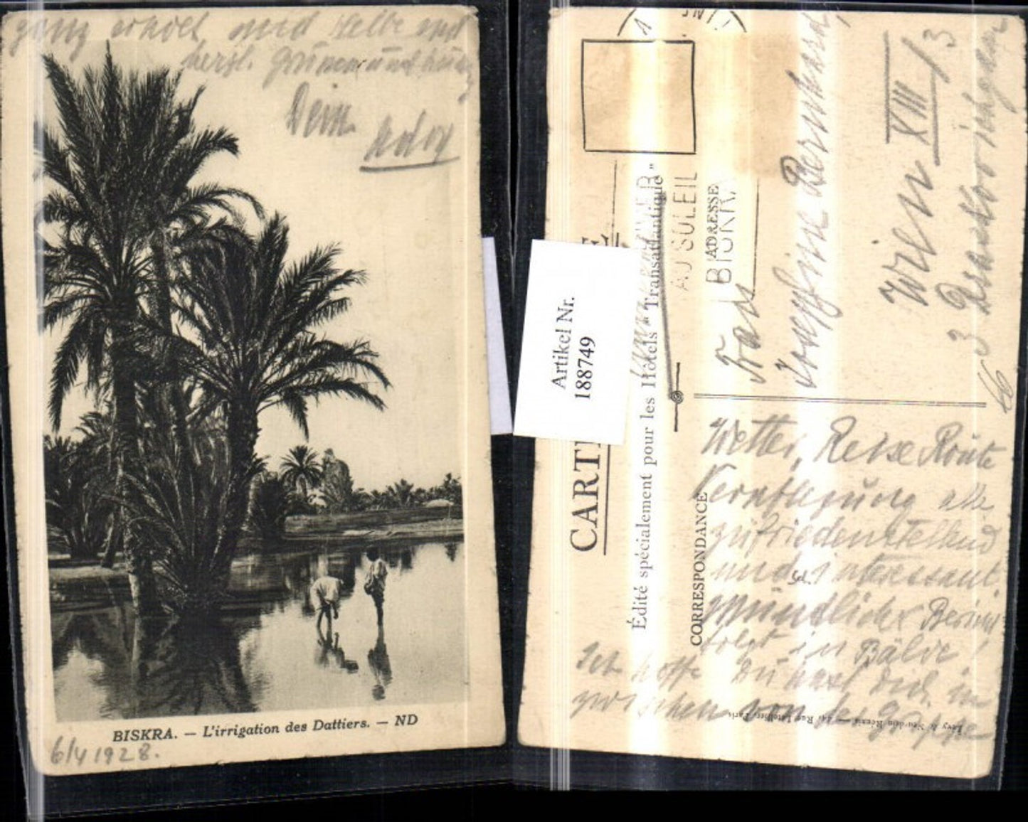 188749,Algerien Biskra Lirrigation des Dattiers Dattelpalme Palme