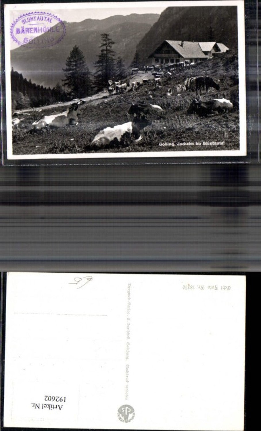 192602,Golling Jochalm i. Bluntautal Kühe Weide Foto Ak