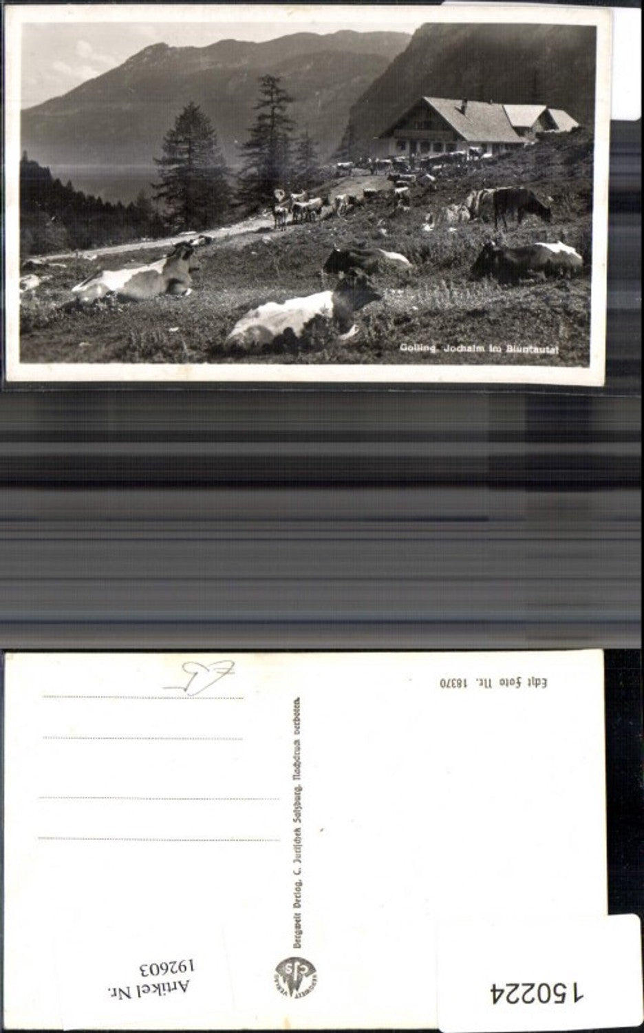 192603,Golling Jochalm i. Bluntautal Kühe Weide Foto Ak