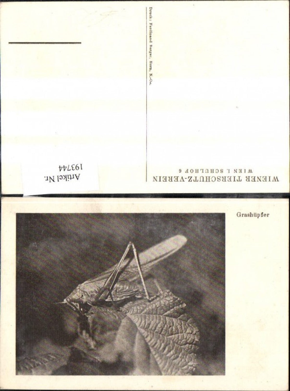 Alte Ansichtskarte – Old Postcard