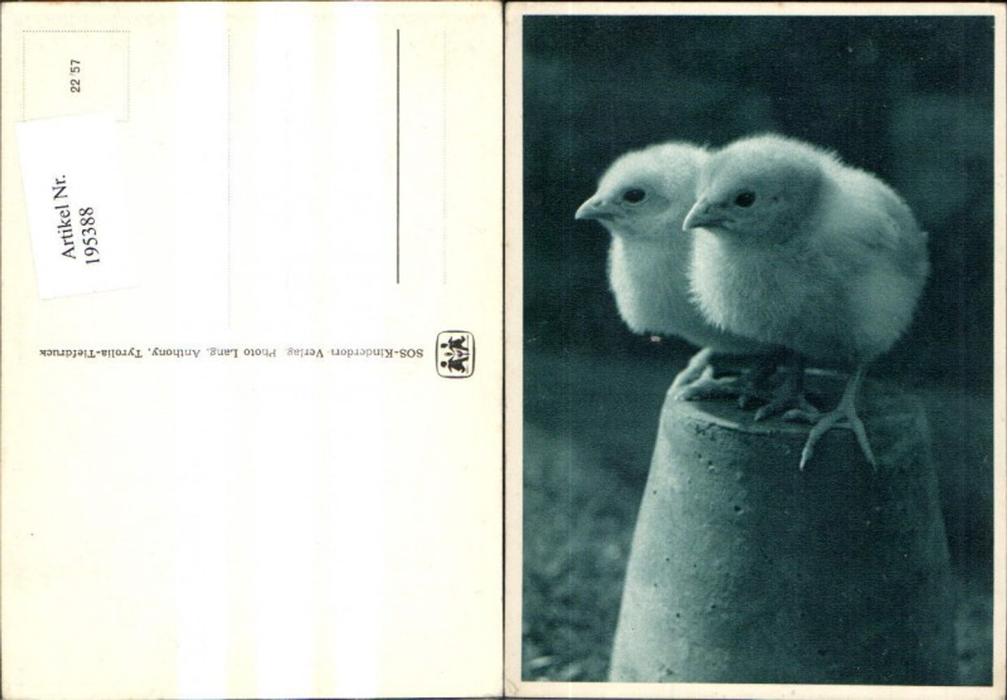 195388, SOS Children's Village 22/57 Birds Chicks sitting on a clay pot