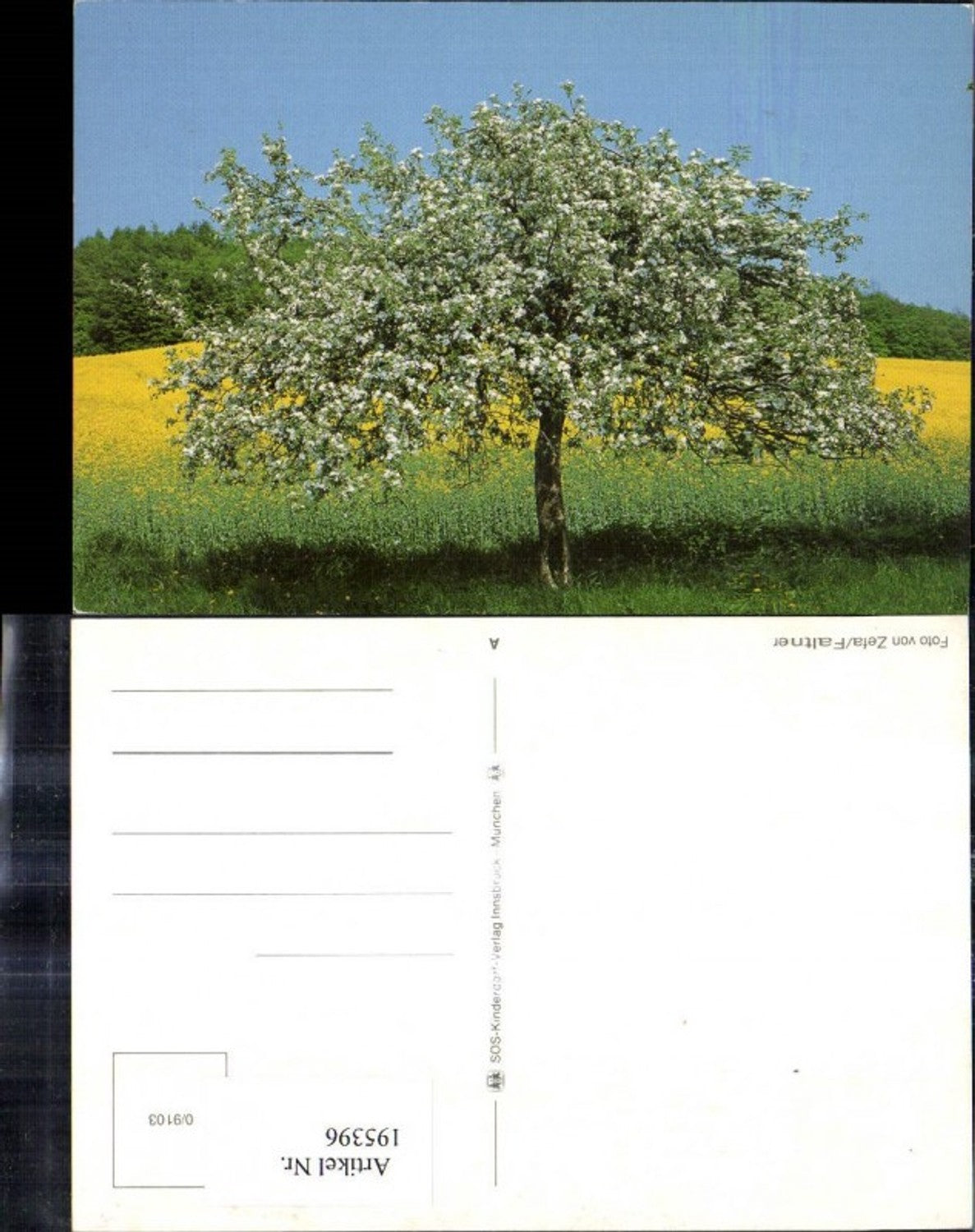 195396, SOS Children's Village 0/9103 Tree Blossom of Rapeseed Field