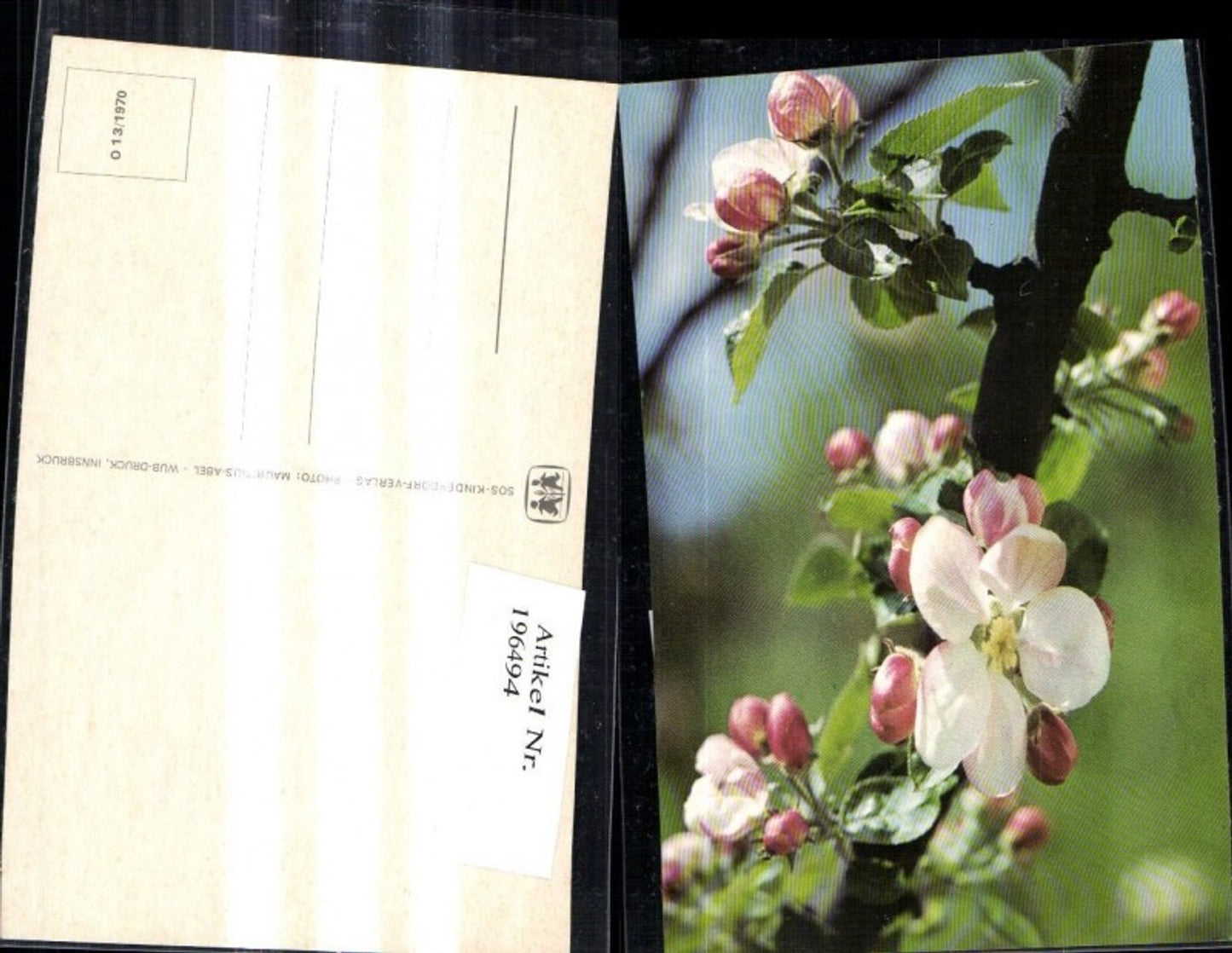 196494, SOS Children's Village O 13/1970 Close-up of blossom branch