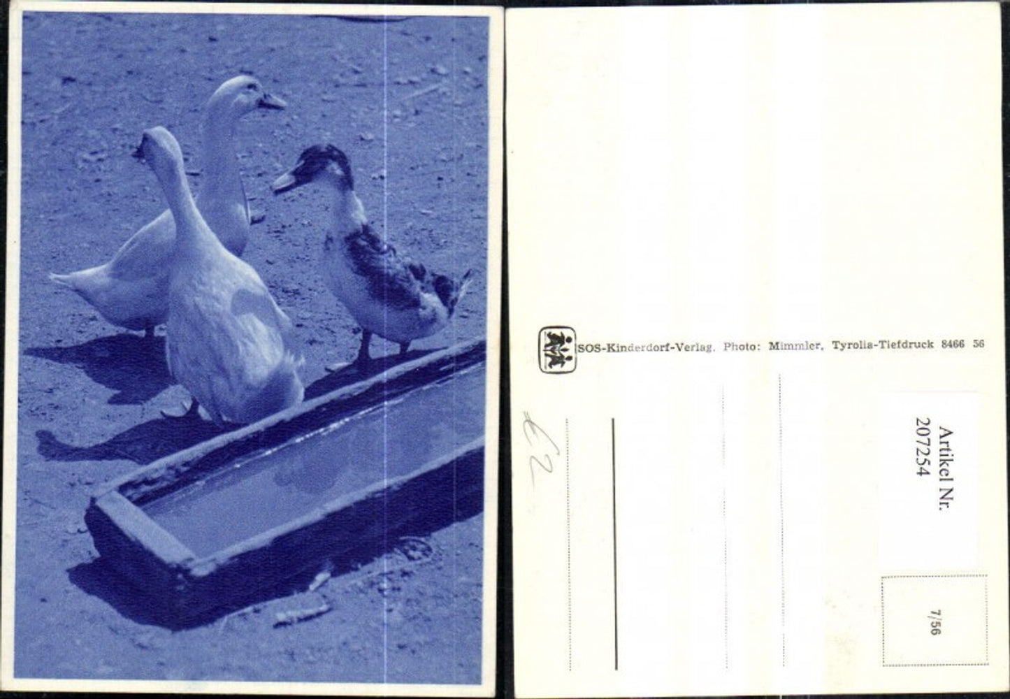 207254,SOS Children's Village 7/56 Goose Geese Duck at water trough