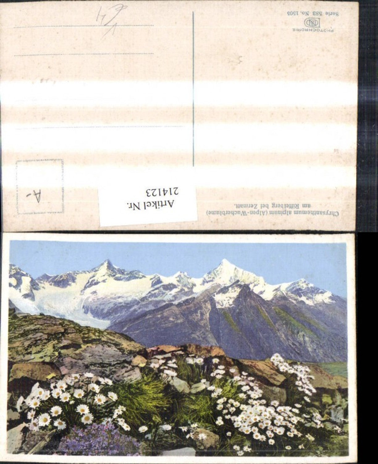 214123,Photochromie 583/1505 Alpen-Wucherblume am Riffelberg b. Zermatt