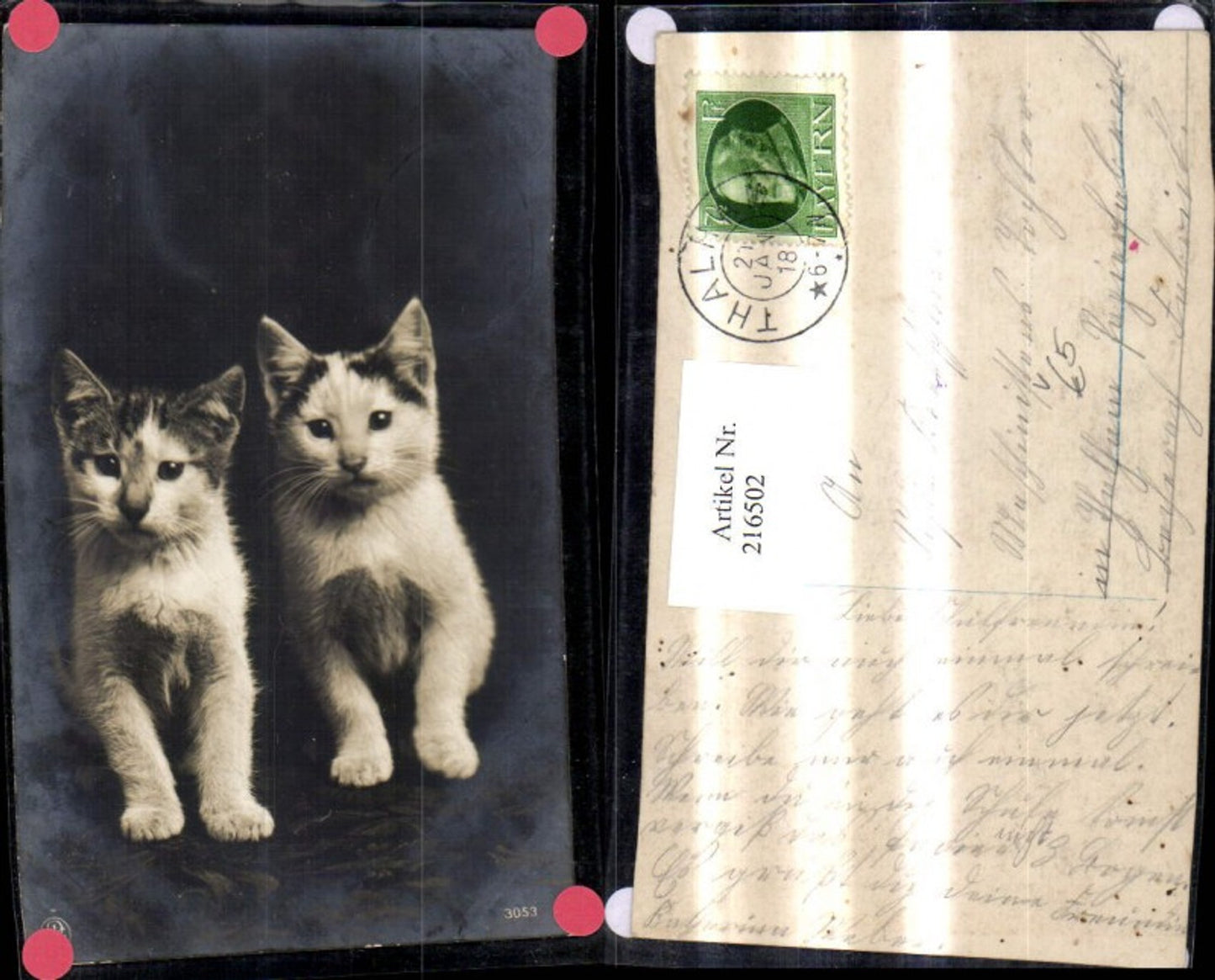 216502,Tiere Katzen Katzenkinder pub NPG 3053