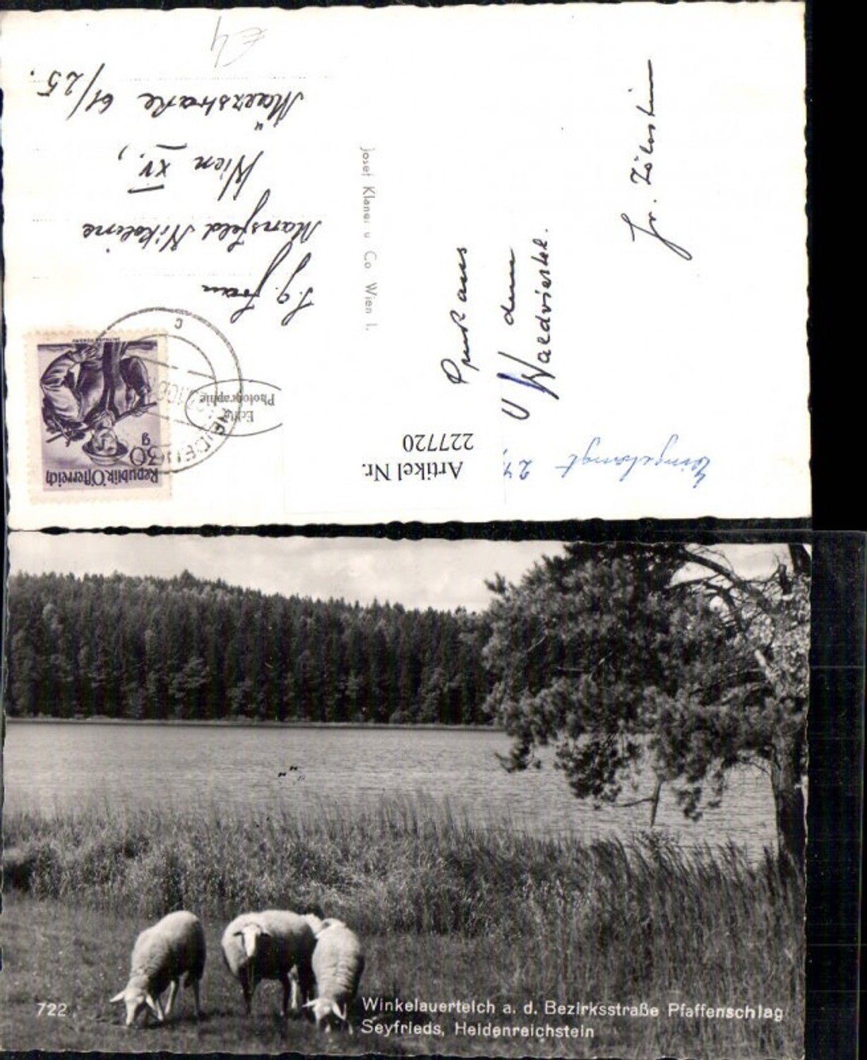 227720,Winkelauerteich a. d. Bezirksstraße Pfaffenschlag Seyfrieds Heidenreichstein Partie Schafe