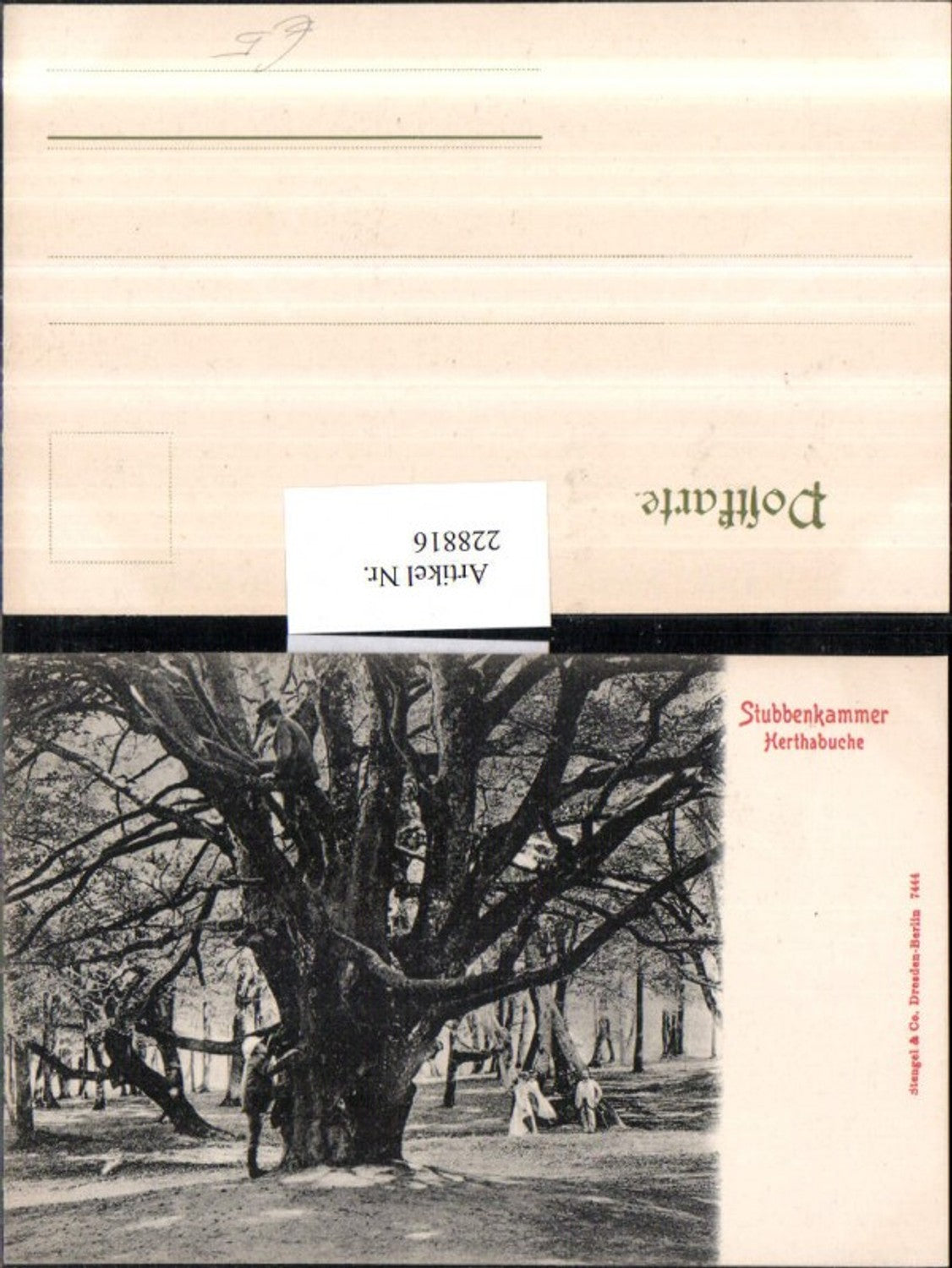 228816,Stubbenkammer Herthabuche Baum b. Rügen