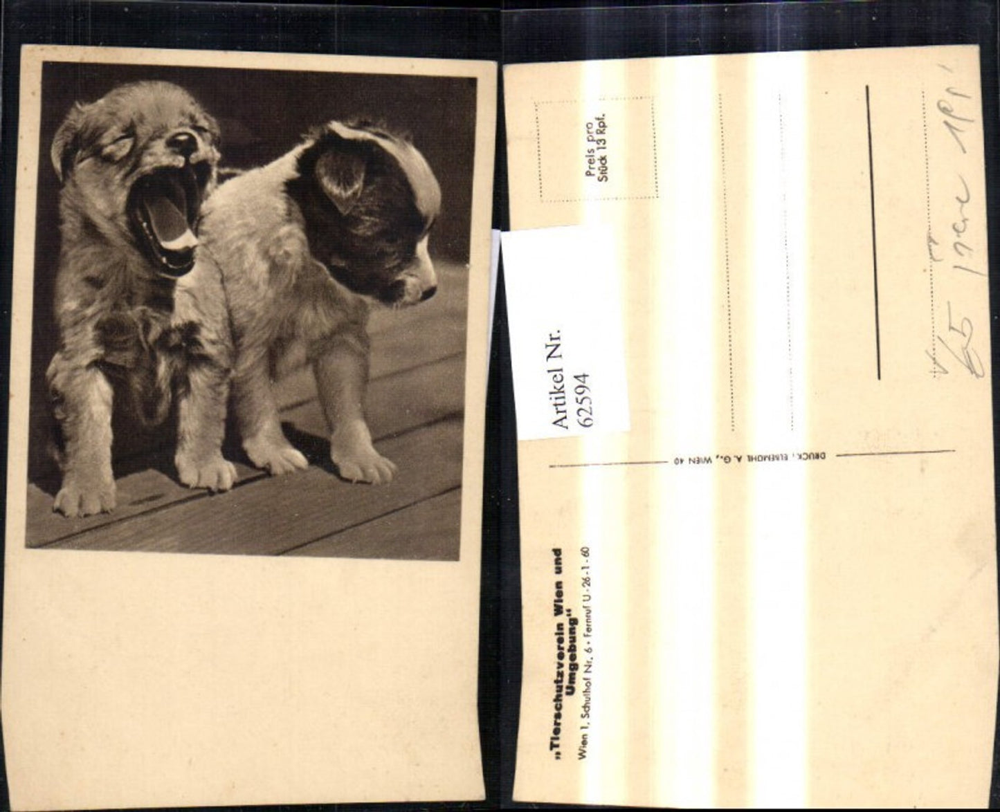 62594,Österreichischer Tierschutzverein Hunde Welpe Müde