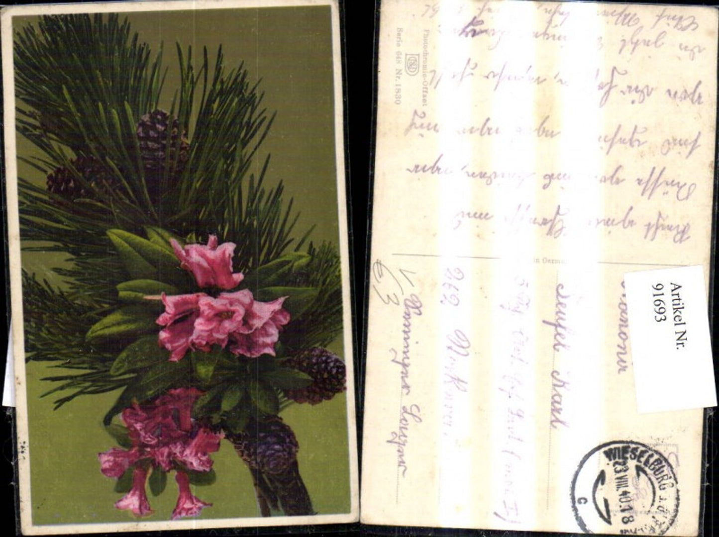 91693,Photochromie Nenke & Ostermaier 648/1830 Tannenzweig Blume Rosa Blüten Zapfen