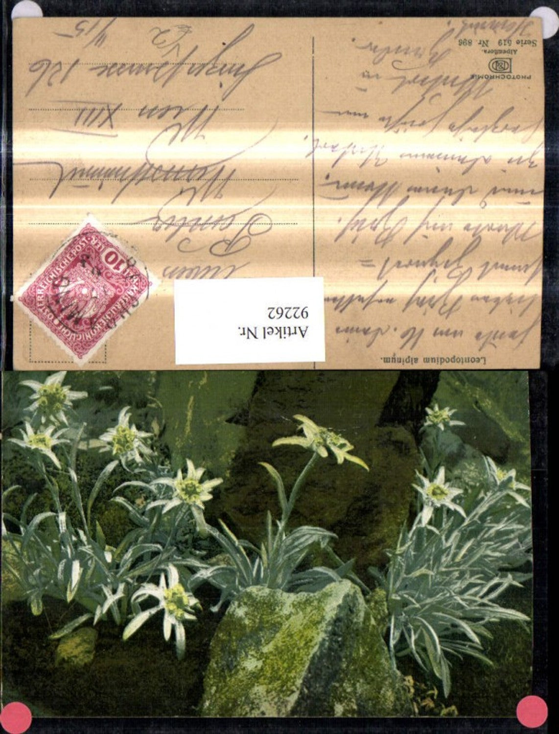 92262,Photochromie Nenke & Ostermaier 519/896 Alpenflora Edelweiß Blumen