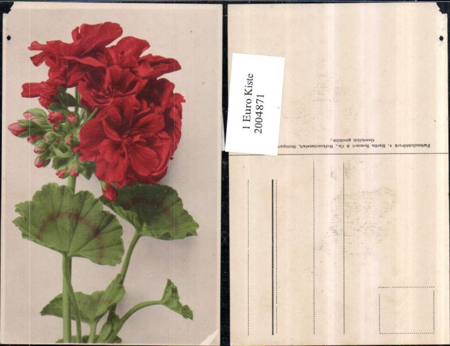 2004871,Blumen Pelargonien Blüten