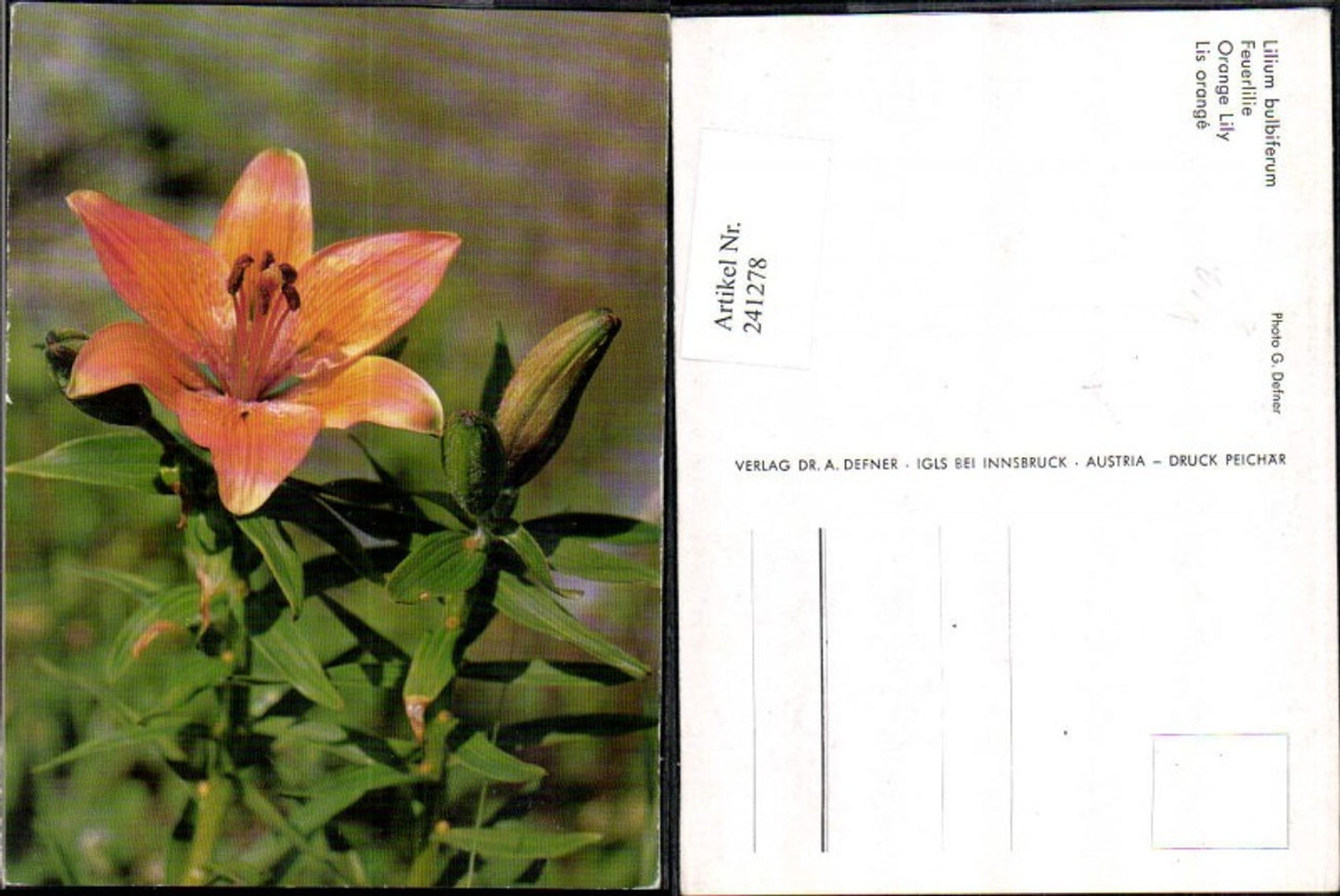241278, Dr. Defner Lilium bulbiferum Fire Lily Detail view