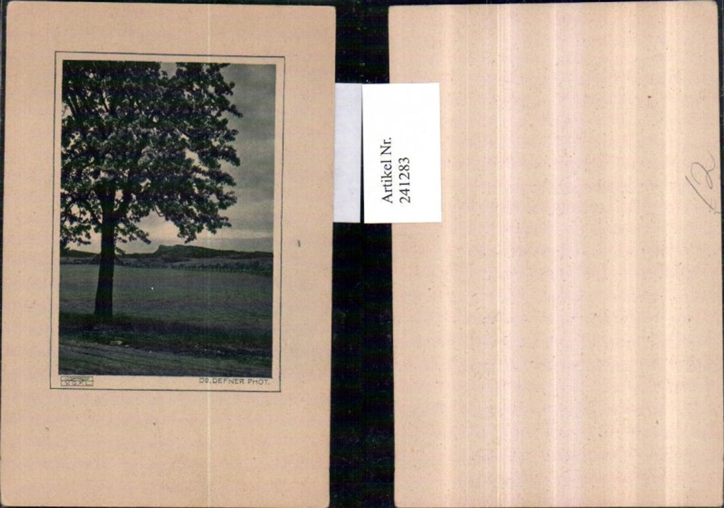 241283,Dr. Defner landscape tree lot