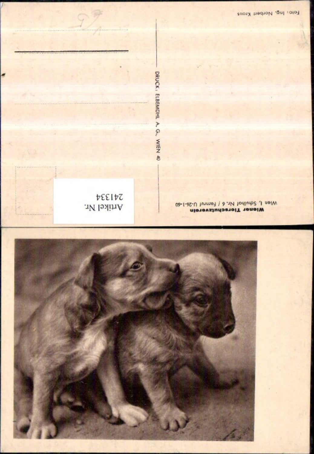 241334, Vienna Animal Welfare Association Dogs Puppies