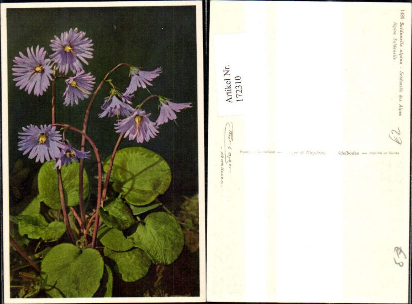 Alte Ansichtskarte – Old Postcard