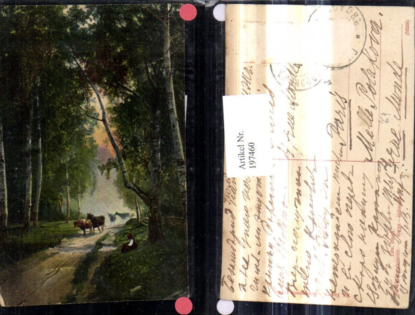 197460,Künstler Ak Edv. Bergh Frau m. Kühe Rinder i. Wald Birken Bäume