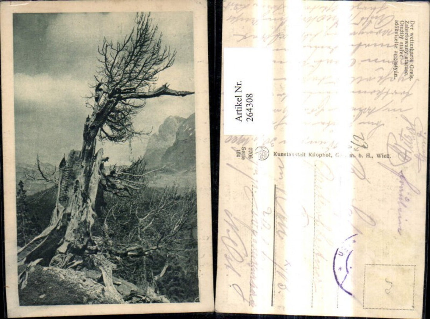 264308,Künstler Ak Der wetterharte Greis Baum Stamm Totbaum pub Kilophot 104/5706