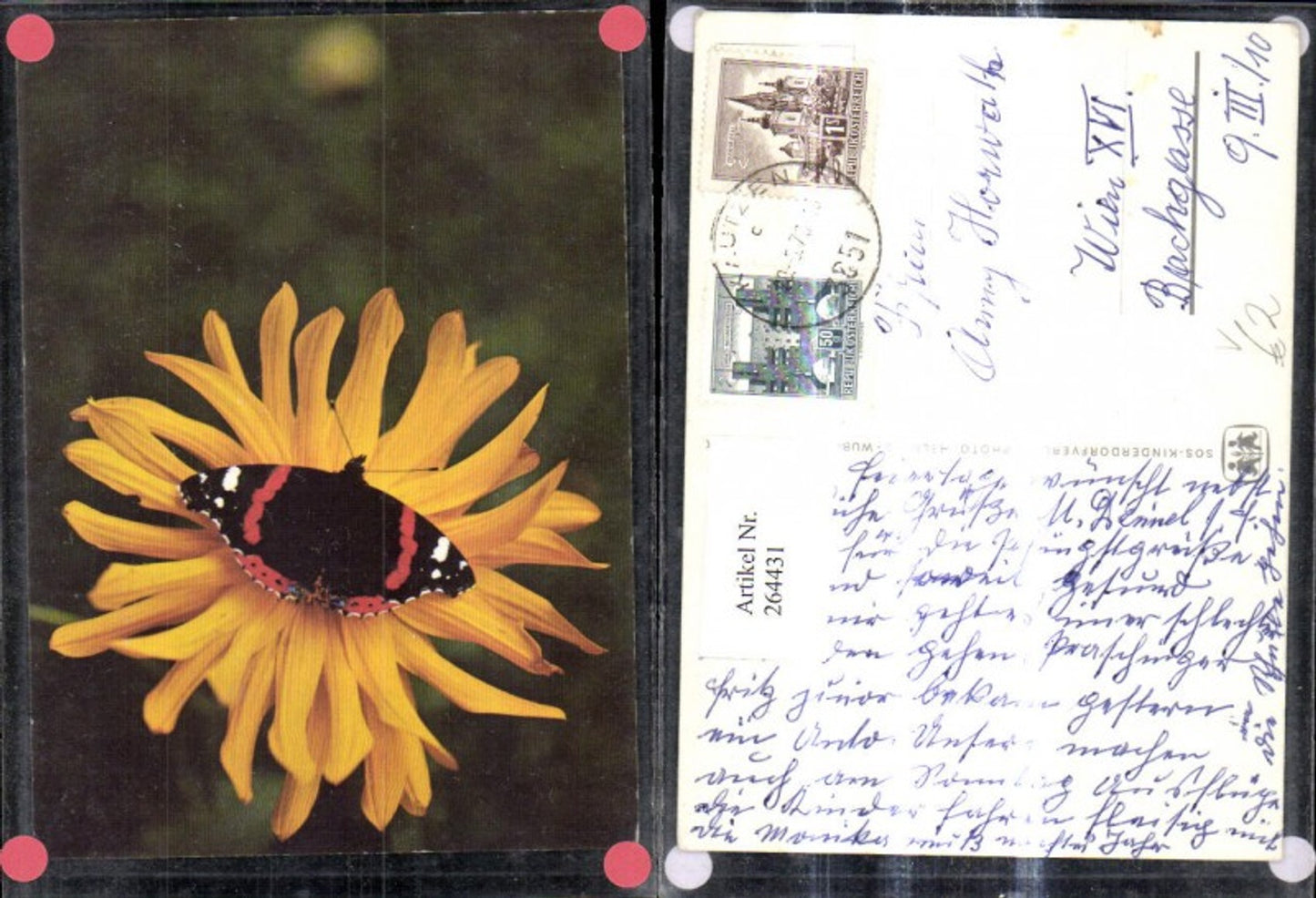 264431,SOS Kinderdorf Schmetterling a. Sonnenhut Blume Blüte