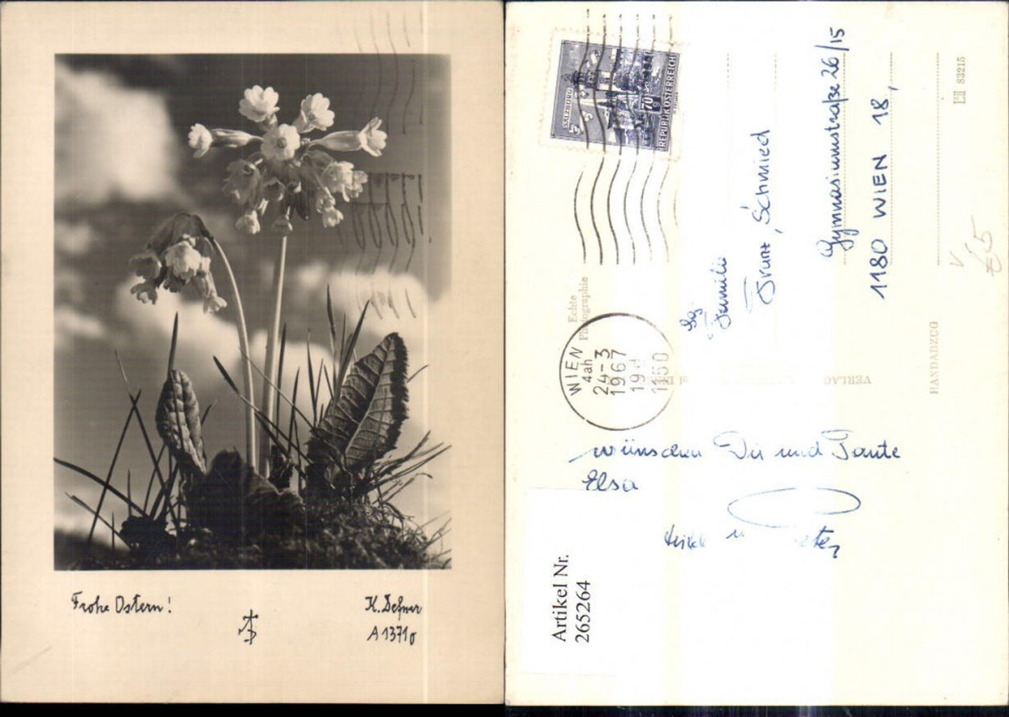 265264,Photo art Dr. Defner A 1371o Primrose Flower Happy Easter