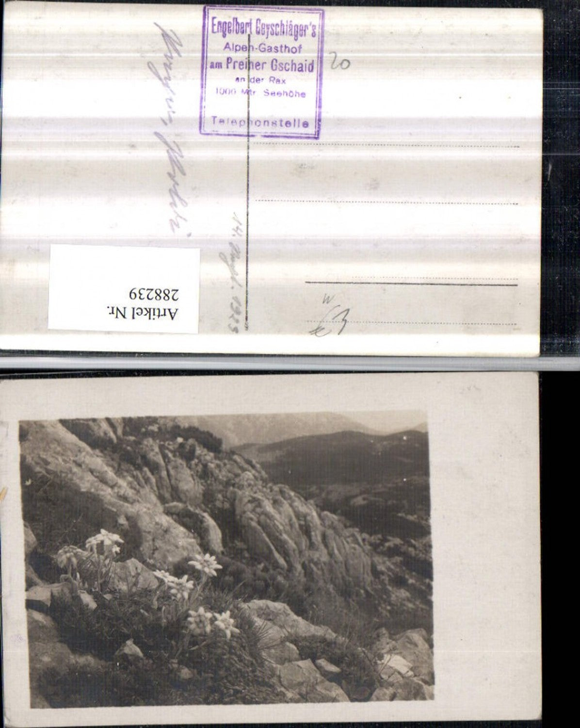 288239,Foto AK Preiner Gschaid Motiv Edelweiß b. Prein