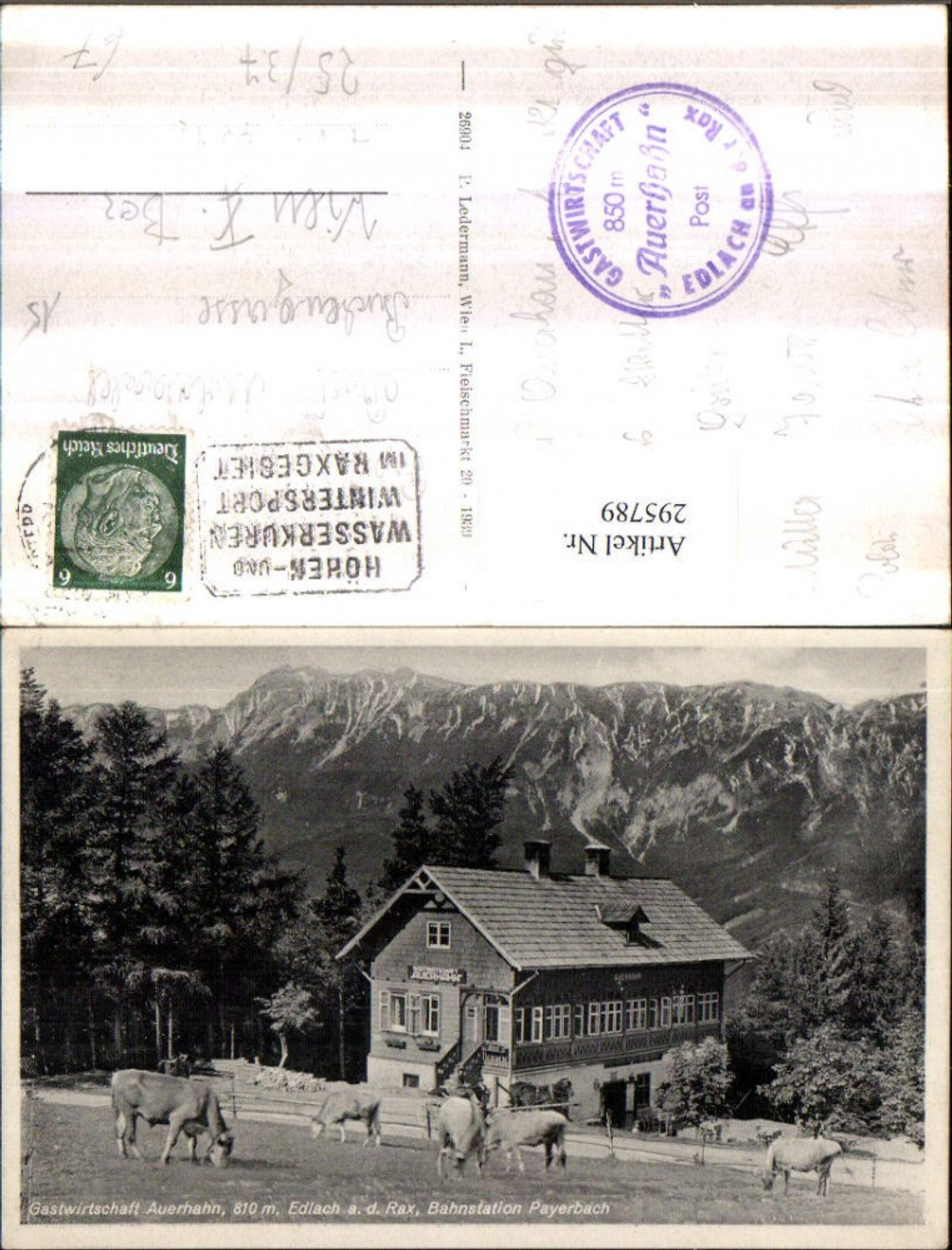 295789,Edlach an d. Rax Gastwirtschaft Auerhahn Bergkulisse Kühe Rinder