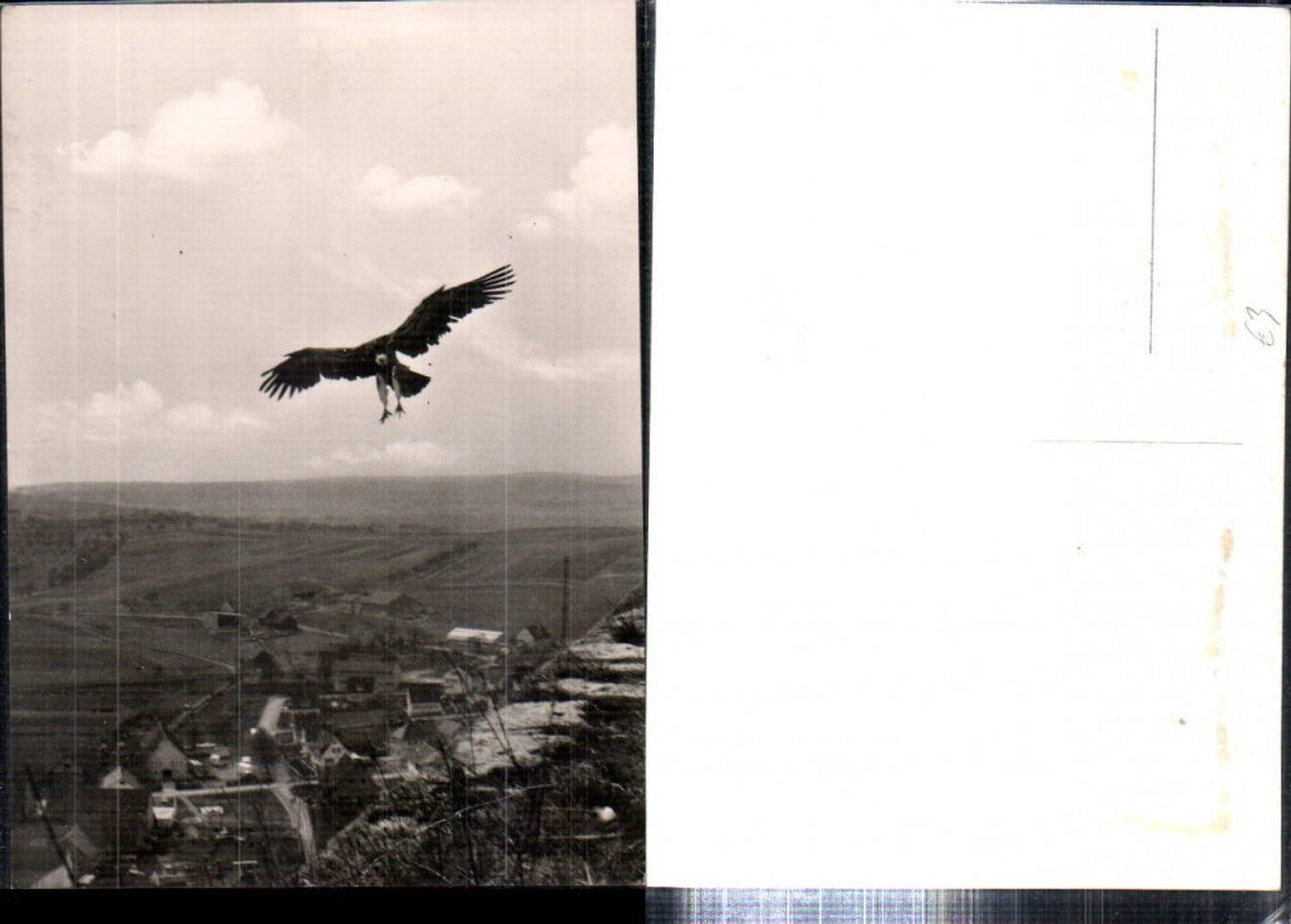 308274,Hohenbeilstein Jagd-Falkenhof Burgfalknerei Adler Vogel